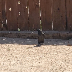 Corvus corax