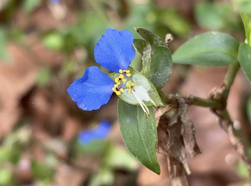 Asiatic dayflower