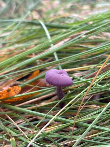 Amethyst Deceiver