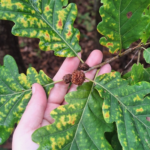 Oak Artichoke Gall Wasp