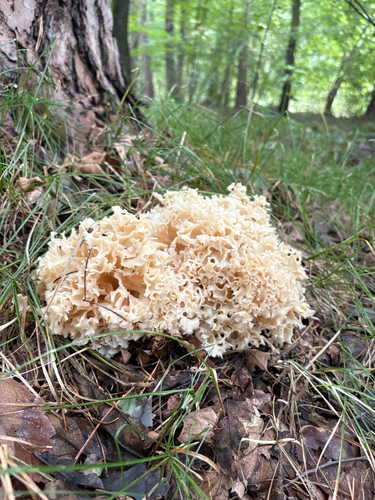 Cauliflower Fungus