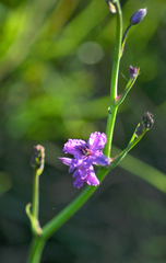 Arthropodium strictum, photograph (c) plantlookymagee, some rights reserved (CC BY)