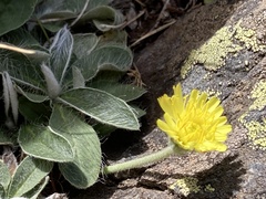 (c) Antoine MARNAT, some rights reserved (CC BY) Pilosella officinarum, photograph (c) Antoine MARNAT, some rights reserved (CC BY)