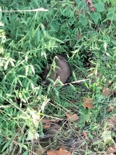 Muskrat