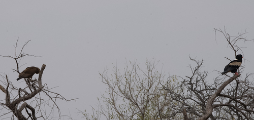 Bateleur