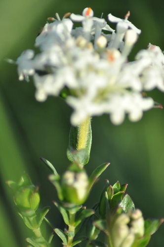 Pimelea humilis, photograph 4