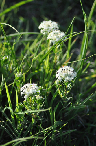 Pimelea humilis, photograph 3