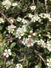 Cotoneaster × suecicus