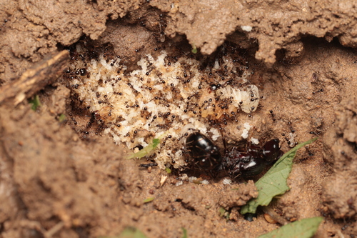 Asian Marauder Ant