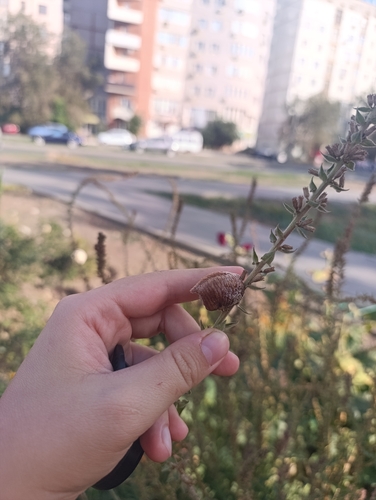 Transcaucasian Giant Mantis