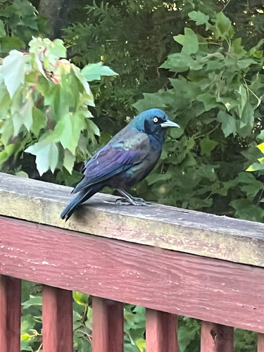 Common Grackle