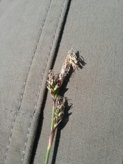 Carex pensylvanica