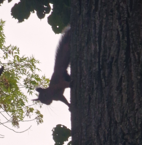 Eurasian Red Squirrel
