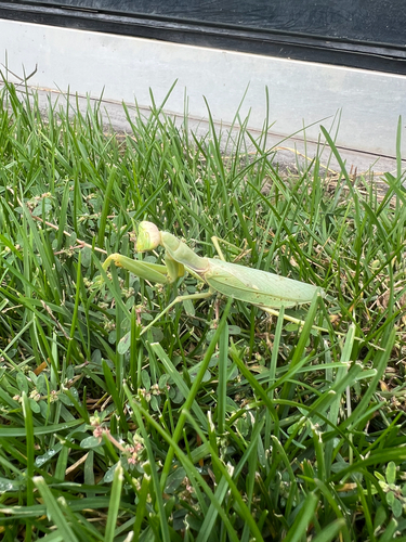 Transcaucasian Giant Mantis