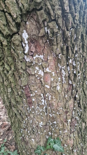 Dendrothele acerina