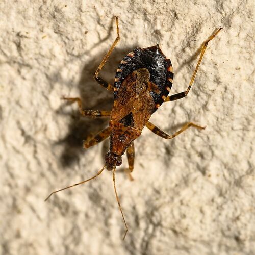 Ant Damselbug
