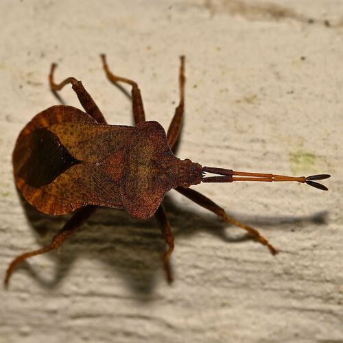 Dock Bug