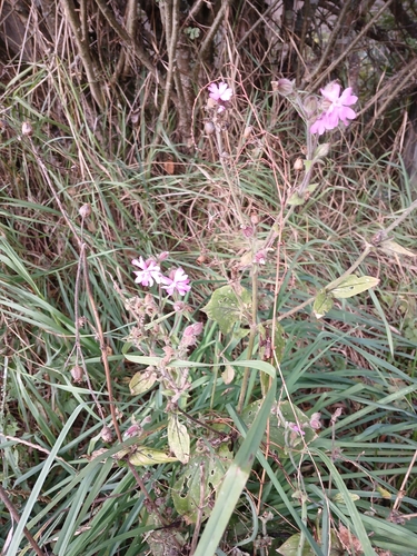 red campion