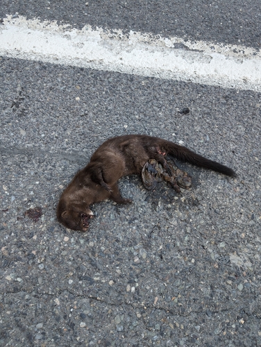 American Mink