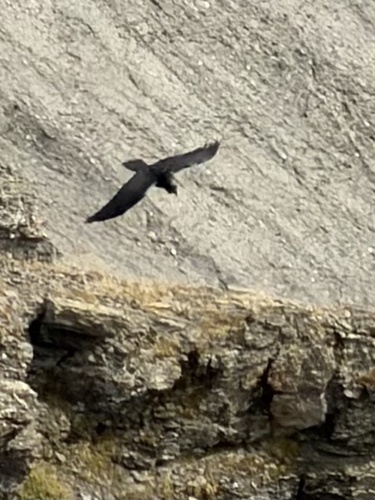 Yellow-billed Chough