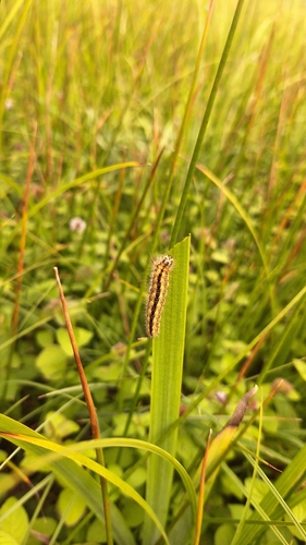 Reed Dagger