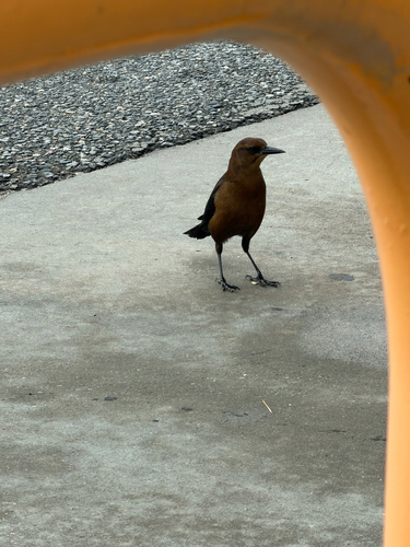 Boat-tailed Grackle