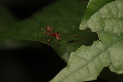 Asian Weaver Ant
