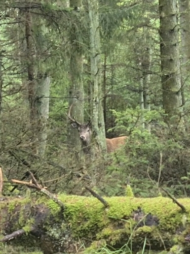 Red Deer
