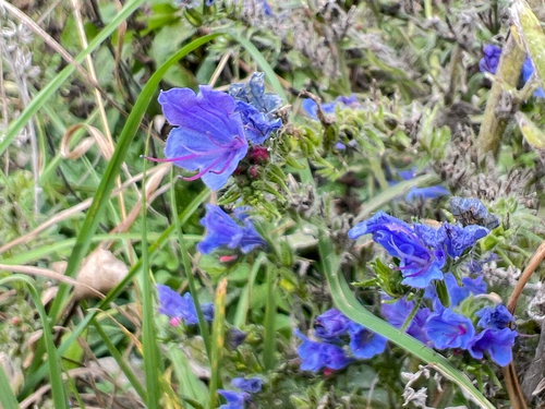 viper's-bugloss