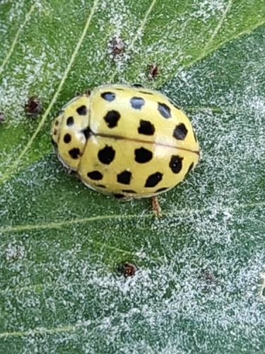 22-spot Ladybird