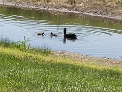 Anas platyrhynchos domesticus