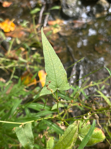Persicaria arifolia, photograph 6