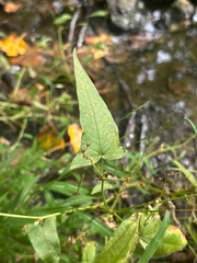 Persicaria arifolia, photograph (c) Henry Label, some rights reserved (CC BY-SA)