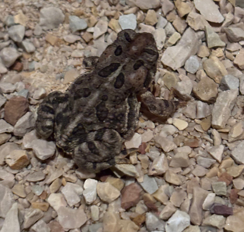 Canadian Toad