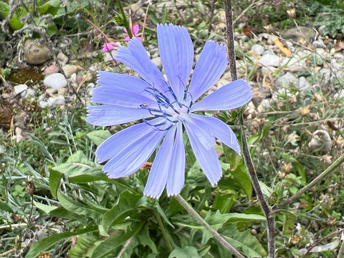 chicory