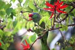 Amazona finschi × viridigenalis