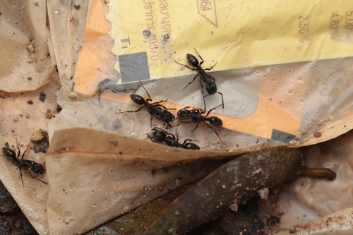 Odontoponera denticulata