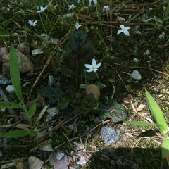 Houstonia caerulea
