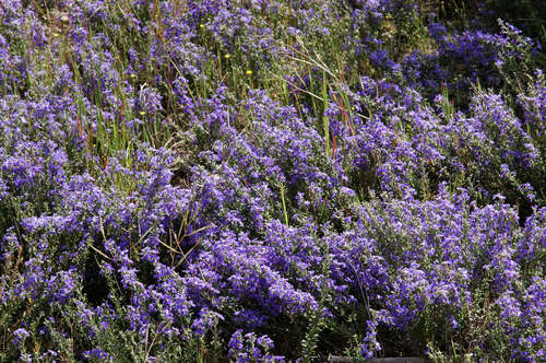 Image of Dampiera rosmarinifolia by (c) Chris Lindorff, some rights reserved (CC BY)