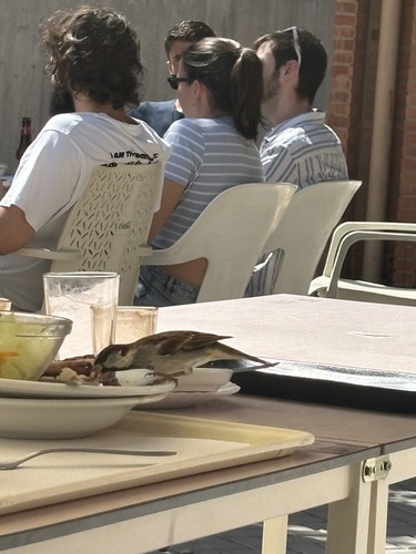 House Sparrow