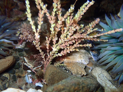 Bossiella orbigniana, 2026-09-24