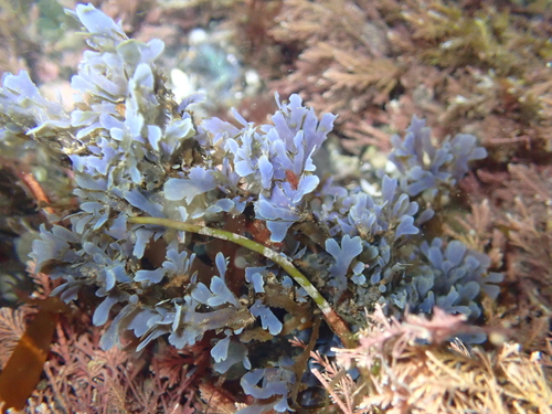 Dictyopteris undulata observed 2026-09-24