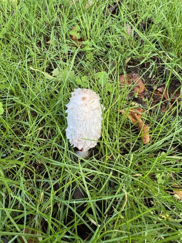 Shaggy Mane