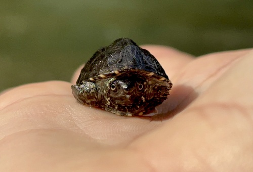 Eastern Musk Turtle