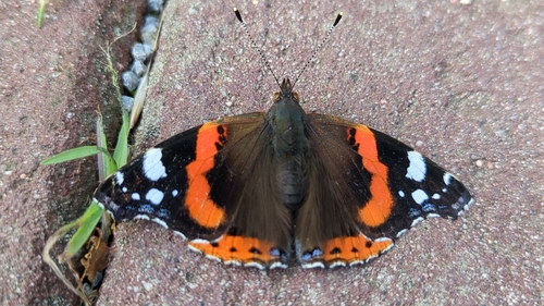 Red Admiral