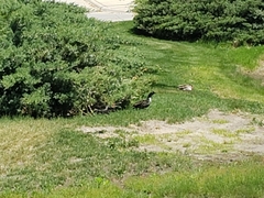 Anas platyrhynchos domesticus