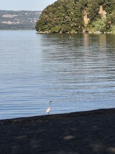 Little Egret