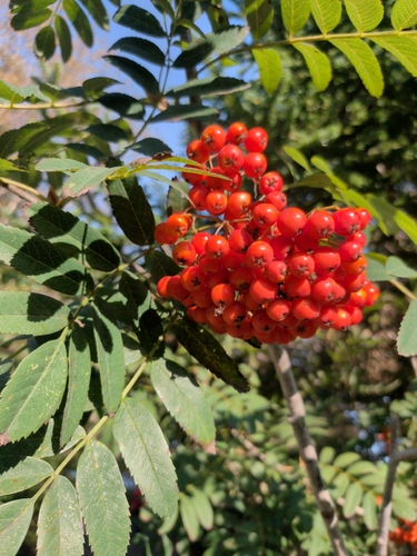 European mountain ash