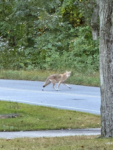 Coyote
