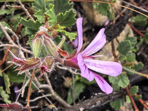 Pelargonium betulinum